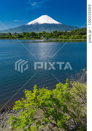 《山梨県》初夏の富士山・新緑の河口湖湖畔 《山梨県》初夏の富士山・新緑の河口湖湖畔 106038869
