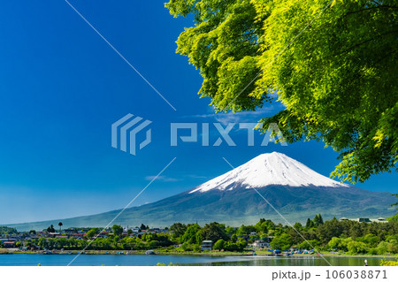 《山梨県》初夏の富士山・新緑の河口湖湖畔 106038871