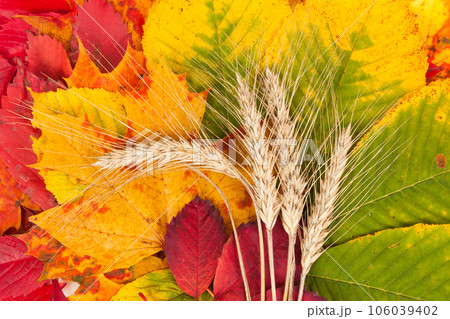 Wheat on autumn leaves Wheat on autumn leaves 106039402