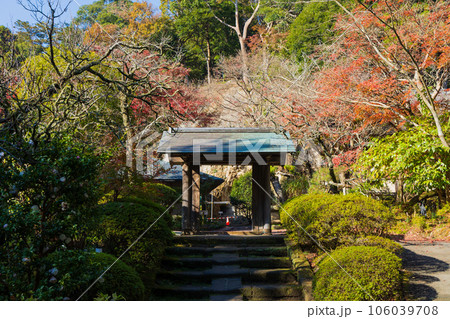 晩秋の古都鎌倉　紅葉の浄智寺 106039708