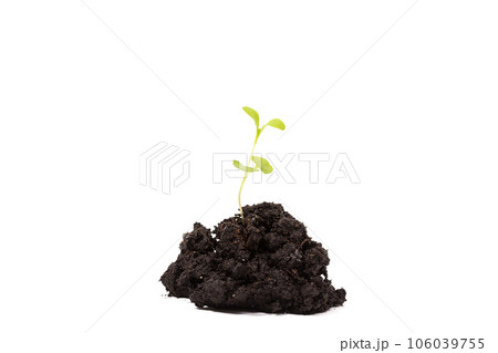 Heap dirt with a green plant sprout 106039755
