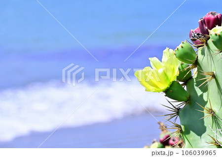 海岸に咲く一輪のサボテンの花 106039965