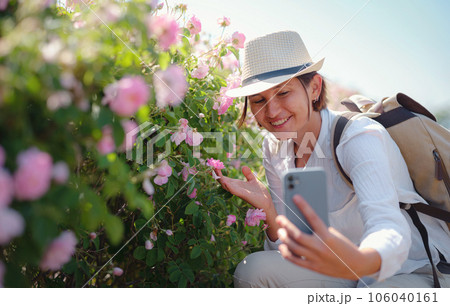 Field of roses in sunny summer day 106040161