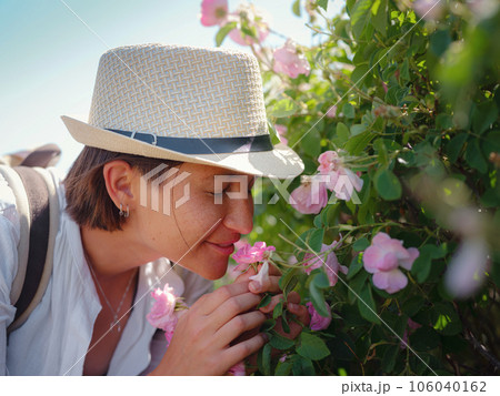 Field of roses in sunny summer day 106040162