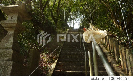 鶏たちと思い出日記 鶏たちと思い出日記 106040355