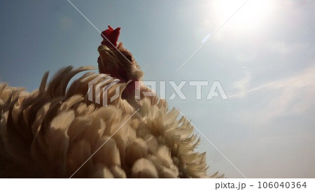鶏たちと思い出日記 鶏たちと思い出日記 106040364