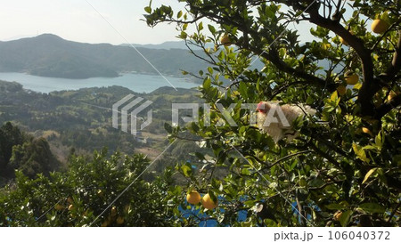 鶏たちと思い出日記 鶏たちと思い出日記 106040372
