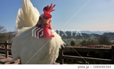 鶏たちと思い出日記 106040384