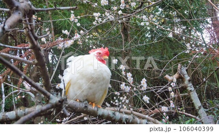 鶏たちと思い出日記 106040399