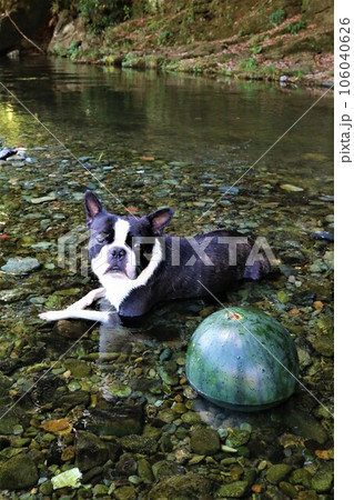 ときがわ町の都幾川に冷やしたスイカと並んで可愛く見つめるボストンテリアのマイティ君♡ 106040626