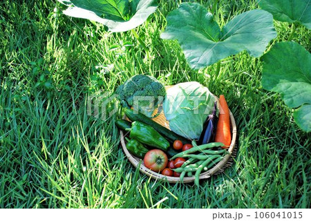 家庭菜園で収穫した野菜 106041015