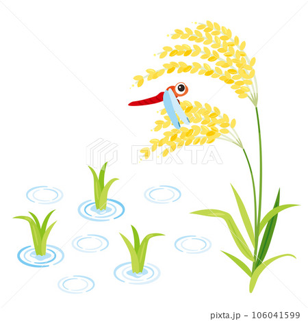 稲穂と稲の苗と赤とんぼ 106041599