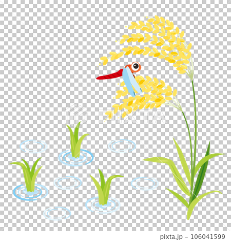 稲穂と稲の苗と赤とんぼ 106041599