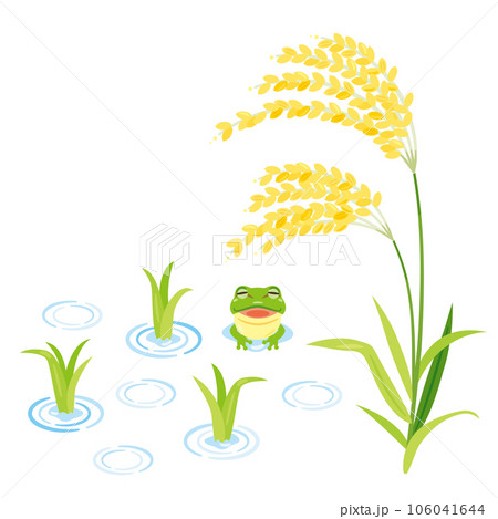 稲の苗と稲穂 稲の苗と稲穂 106041644