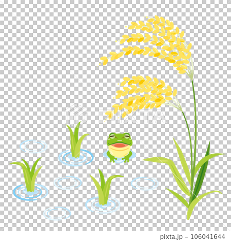 稲の苗と稲穂 稲の苗と稲穂 106041644