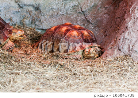 Turtles creep in the hay 106041739