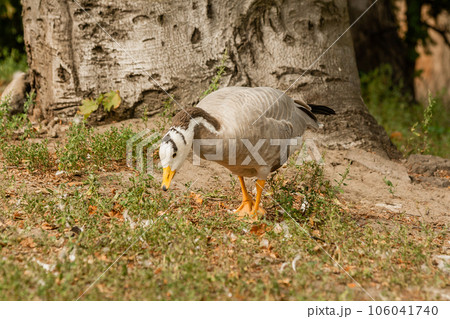 A gray goose walks on the grass A gray goose walks on the grass 106041740
