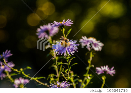 Field flowers on which insects and bees sit close up 106041756