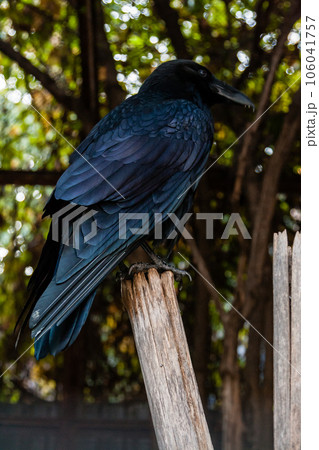 Big Black Raven sitting on a close-up branch Big Black Raven sitting on a close-up branch 106041757