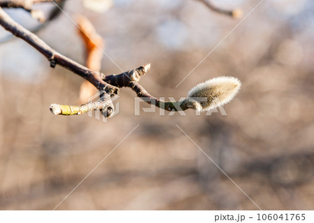 Buds on a willow branch close-up Buds on a willow branch close-up 106041765