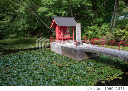 岡山県新見市 女人高野・済渡寺 池のスイレン 岡山県新見市 女人高野・済渡寺 池のスイレン 106041878