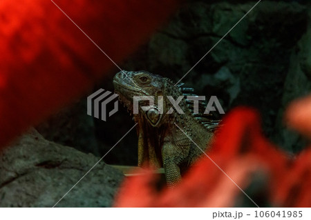 beautiful iguana lizard beautiful iguana lizard 106041985