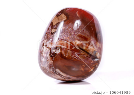 Macro mineral stone ground petrified tree on white background 106041989