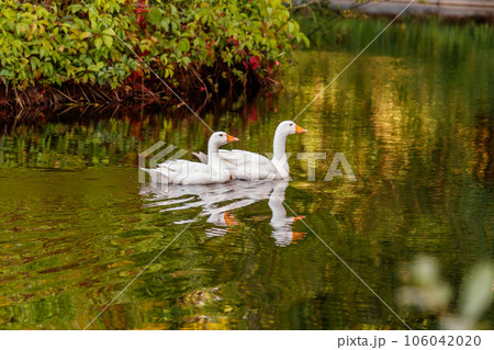 beautiful pair of geese floating on water 106042020