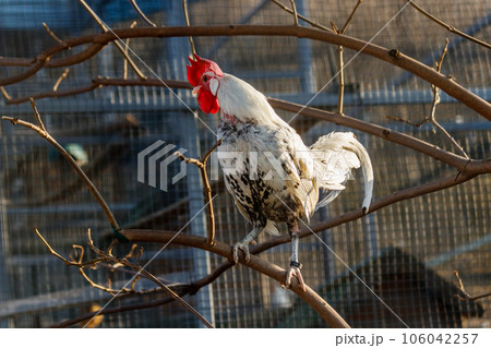 beautiful cock with white and black feathers 106042257
