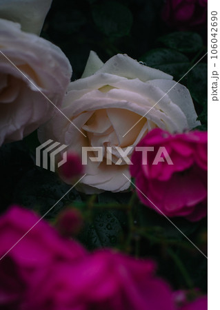 バラ　大阪　中之島公園　中之島バラ園　花の写真 106042690