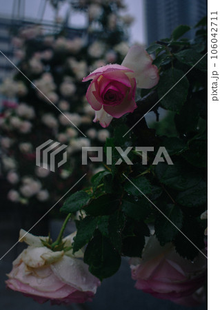 バラ　大阪　中之島公園　中之島バラ園　花の写真 106042711