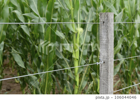 Cornfield in Buenos Aires Province, Argentina 106044046