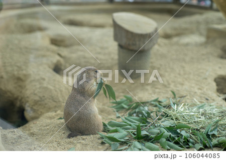 食事中のプレーリードッグ 食事中のプレーリードッグ 106044085