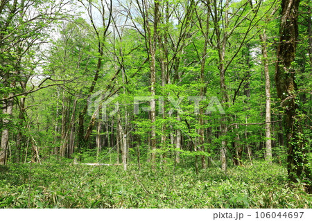 上高地 新緑の林道を歩く 上高地 新緑の林道を歩く 106044697