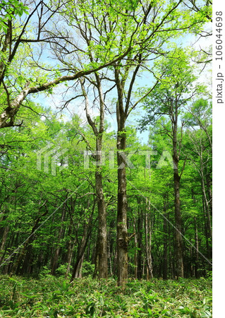 上高地　新緑の林道を歩く 106044698