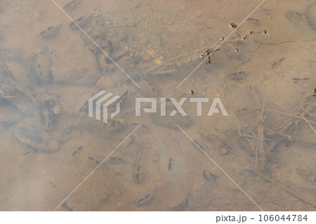 田園の用水路に生息する淡水二枚貝 106044784