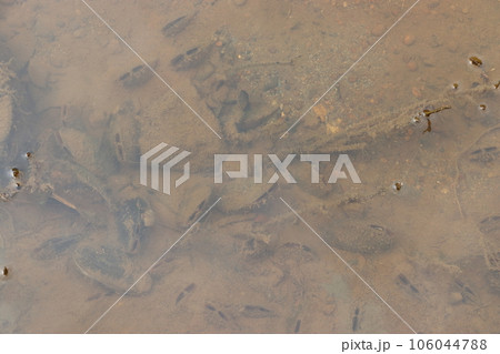 田園の用水路に生息する淡水二枚貝 106044788