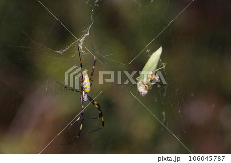 ジョロウグモ 106045787