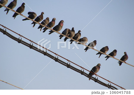 ドバトの群れ ドバトの群れ 106045788