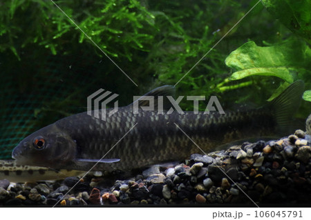 ヒガイ(鰉) ヒガイ(鰉) 106045791