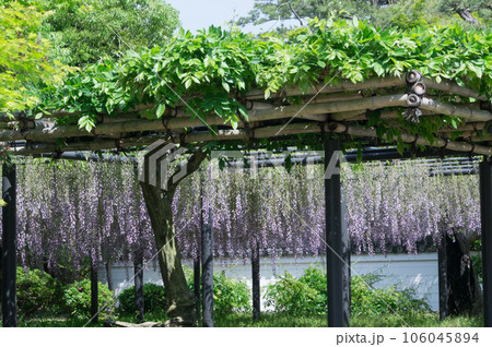 京都の藤棚、京都府宇治市 106045894