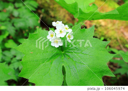 上高地 サンカヨウの花 上高地 サンカヨウの花 106045974