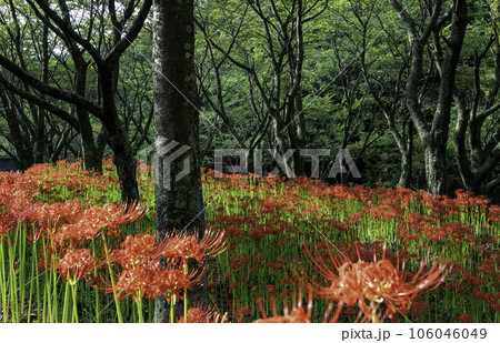 彼岸花の群生 106046049