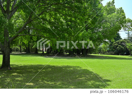 新緑の鮮やかな公園のイメージ素材 新緑の鮮やかな公園のイメージ素材 106046176