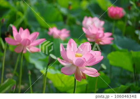 【動画あり】蓮の花・大賀蓮 106046348