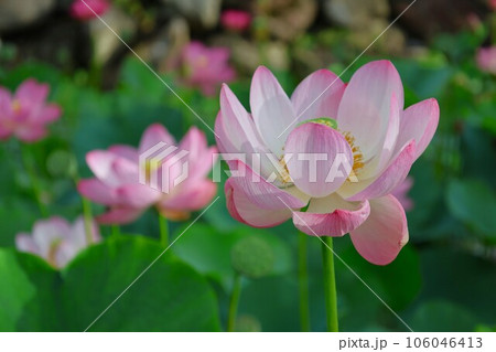 【動画あり】蓮の花・大賀蓮 106046413