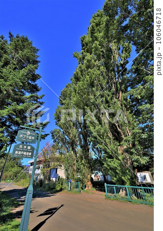 北海道大学・ポプラ並木（北海道札幌市北区） 106046718