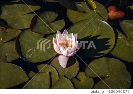 View of a garden pond with water lily and sleepy bug. View of a garden pond with water lily and sleepy bug. 106046873