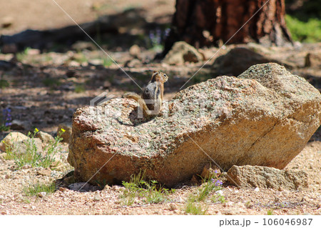 Chipmunk in the wild mountains Estes Park Colorado Chipmunk in the wild mountains Estes Park Colorado 106046987