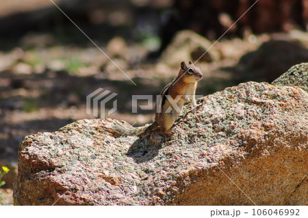 Chipmunk in the wild mountains Estes Park Colorado 106046992